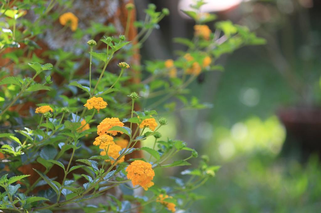 Green Ark Resorts Thekkady Exteriör bild